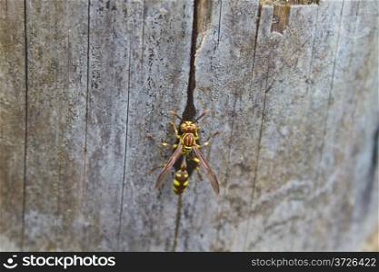 Hymenoptera insect, insect feeding water on bamboo in forest