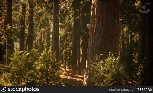 hyperlapse in sequoia forest from sunrise