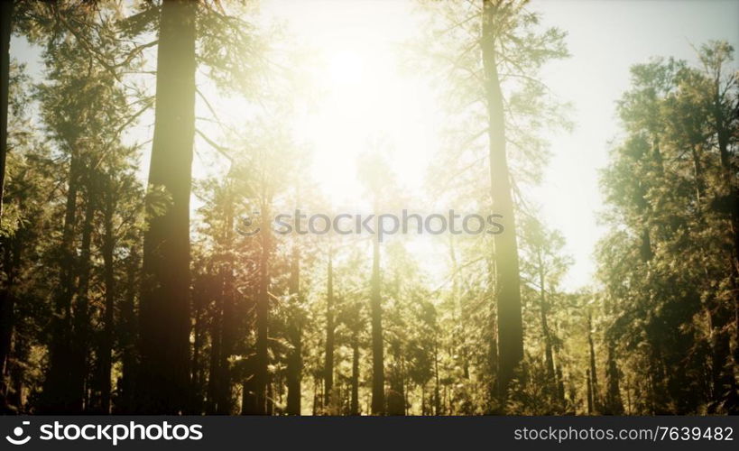 hyperlapse in sequoia forest from sunrise