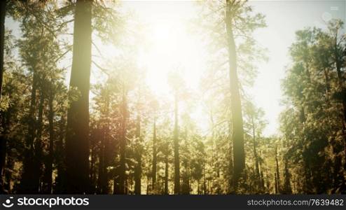 hyperlapse in sequoia forest from sunrise