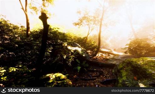hyperlapse of tropic rainforest jungle with fog and sun rays