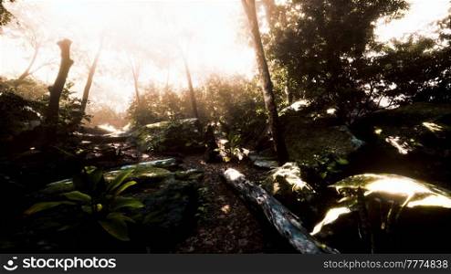 hyperlapse timelapse of beautiful tropical jungle