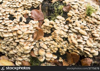 Hypholoma fasciculare mushrooms in the National Park De Hoge Veluwe, Netherlands.