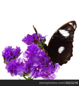 hypolimnas bolina on violet flower close up