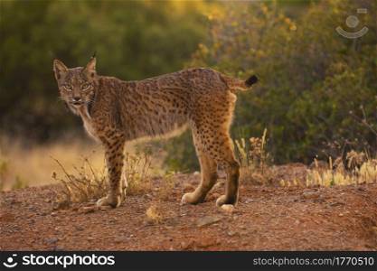 Iberian lynx, Lynx pardinus, wild cat endemic to Iberian Peninsula in Castilla La Mancha, Spain.