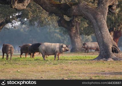 Iberian pig eating acorns in the meadow