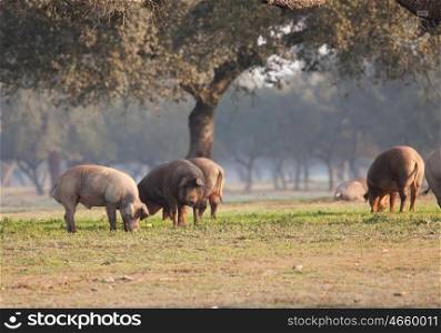 Iberian pig eating acorns in the meadow