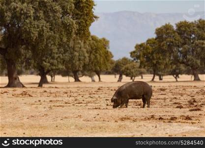 Iberian pig grazing among the oaks in the field of Extremadura