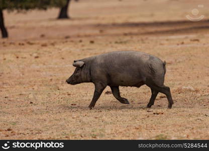 Iberian pig grazing among the oaks in the field of Extremadura