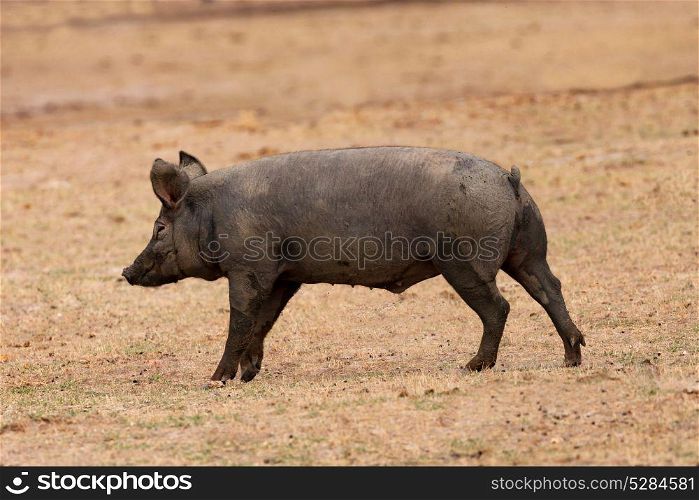 Iberian pig grazing among the oaks in the field of Extremadura