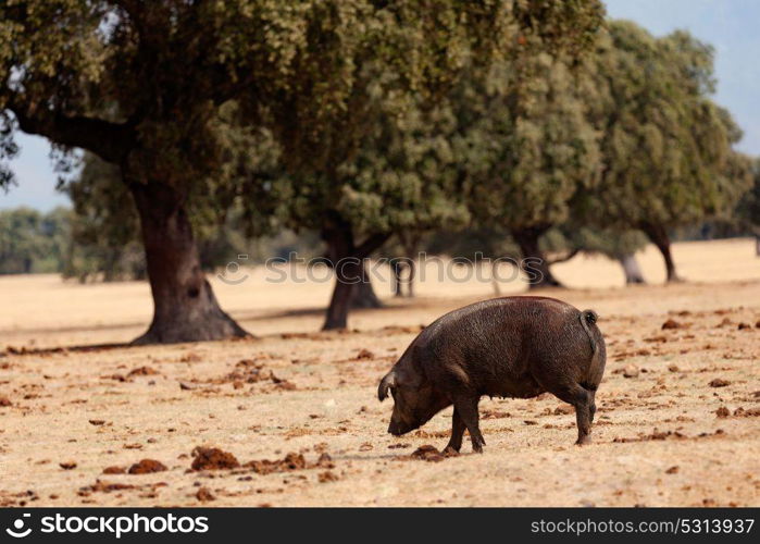 Iberian pig grazing among the oaks in the field of Spain