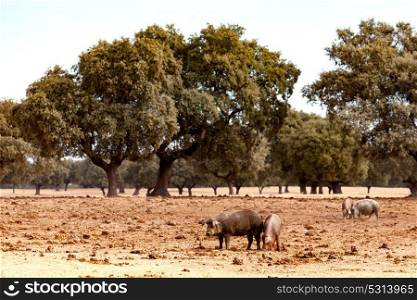 Iberian pig grazing among the oaks in the field of Spain
