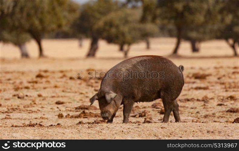 Iberian pig grazing among the oaks in the field of Spain