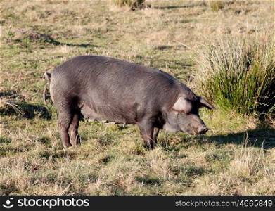 Iberian pig in the field of Extremadura, Spain.