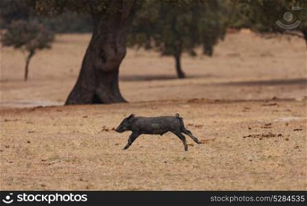 Iberian piggy running among the oaks in the field of Extremadura