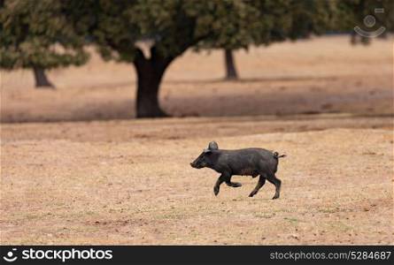 Iberian piggy running among the oaks in the field of Extremadura