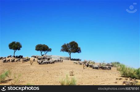 Iberian pigs at south of Portugal