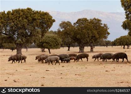 Iberian pigs grazing among the oaks in the field of Extremadura