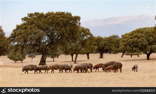 Iberian pigs grazing among the oaks in the field of Extremadura