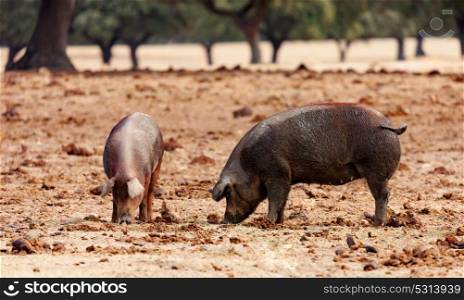 Iberian pigs grazing among the oaks in the field of Spain