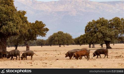 Iberian pigs grazing among the oaks in the field of Spain