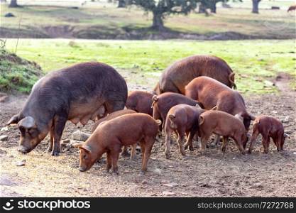 Iberian pigs grazing in a farm in the countryside of Extremadura