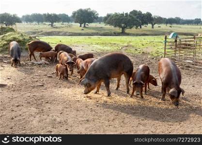 Iberian pigs grazing in a farm in the countryside of Extremadura