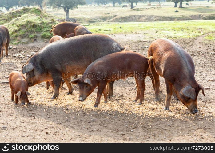 Iberian pigs grazing in a farm in the countryside of Extremadura