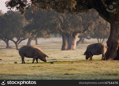 Iberian pigs grazing in the Extremadura landscape in Spain