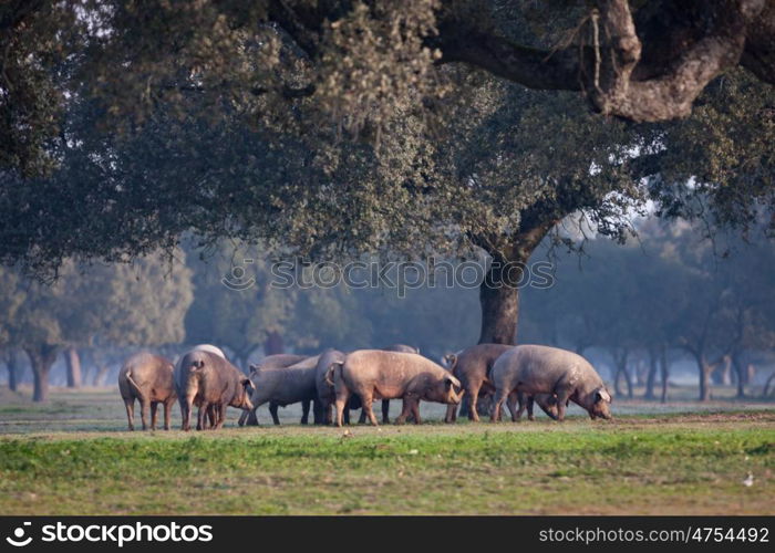 Iberian pigs grazing in the Extremadura landscape in Spain