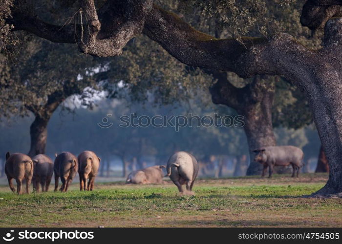 Iberian pigs grazing in the Extremadura landscape in Spain