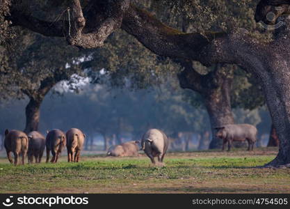 Iberian pigs grazing in the Extremadura landscape in Spain