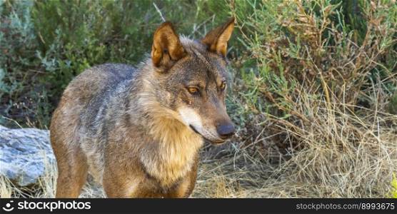 Iberian Wolf, Grey Wolf, Canis lupus signatus, Zamora, Castile and Leon, Spain, Europe