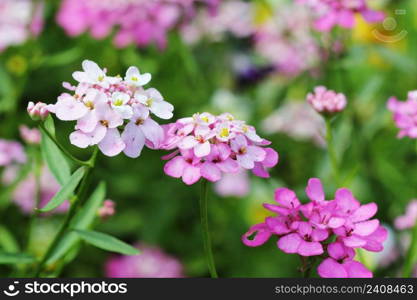 Iberis amara flower. Also called rocket candytuft, bitter candytuft or wild candytuft flower.. Iberis amara flower. Also called rocket candytuft, bitter candytuft or wild candytuft.