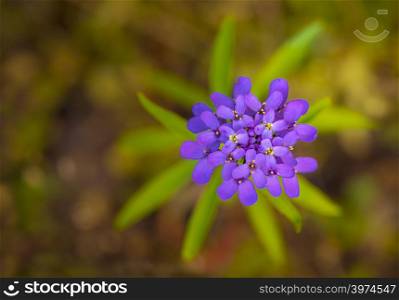 Iberis umbellata flower in full spring bloom