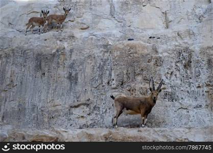 Ibex and antelopes on the rock face in Israel