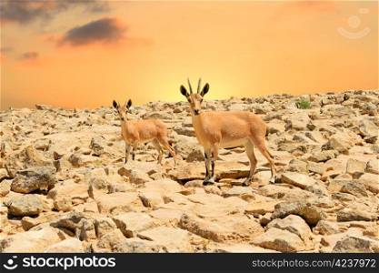 Ibex-mother and young ibex on rocky mountains