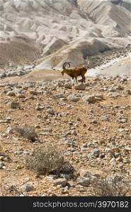 Ibex on the Rocky Hills of the Negev Desert in Israel