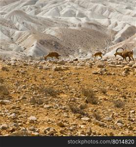 Ibexes on the Rocky Hills of the Negev Desert in Israel