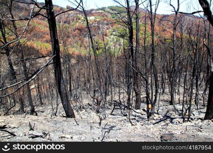 Ibiza after fire in May 2011 black spring with burned pine trees