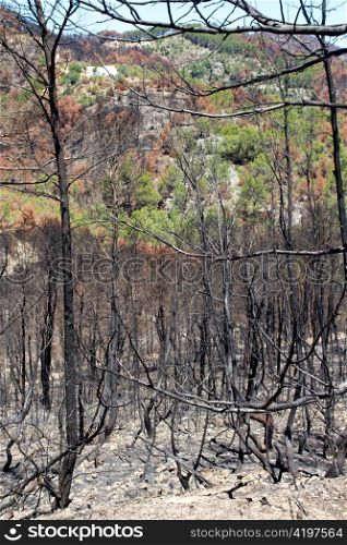 Ibiza after fire in May 2011 black spring with burned pine trees