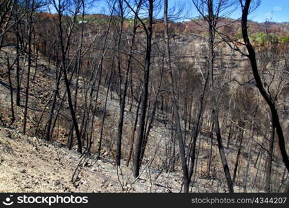 Ibiza after fire in May 2011 black spring with burned pine trees