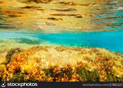 Ibiza Formentera underwater anemone seascape in golden and turquoise