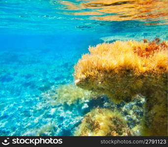 Ibiza Formentera underwater anemone seascape in golden and turquoise