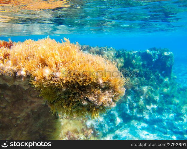 Ibiza Formentera underwater anemone seascape in golden and turquoise