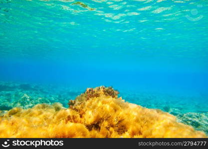 Ibiza Formentera underwater anemone seascape in golden and turquoise