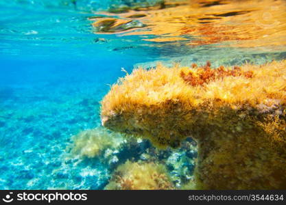 Ibiza Formentera underwater anemone seascape in golden and turquoise