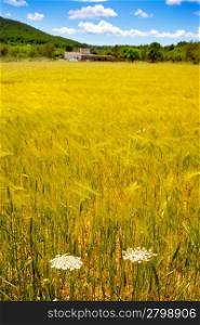 Ibiza island golden wheat fields of mediterranean agriculture