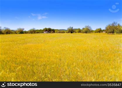 Ibiza island golden wheat fields of mediterranean agriculture