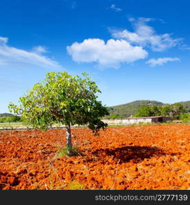 Ibiza mediterranean agriculture with fig tree on red clay soil